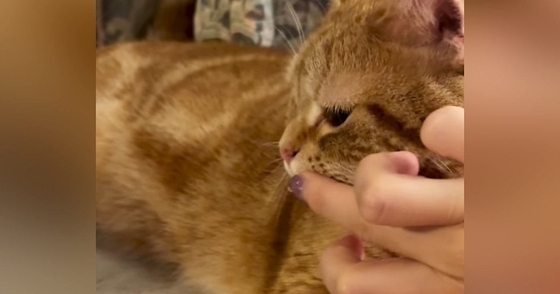 猫に水を飲んでほしい飼い主がとった作戦とは…あまりにも可愛い展開が132万再生「夏も教えてあげたらいいのかｗ」「天才すぎる」と絶賛