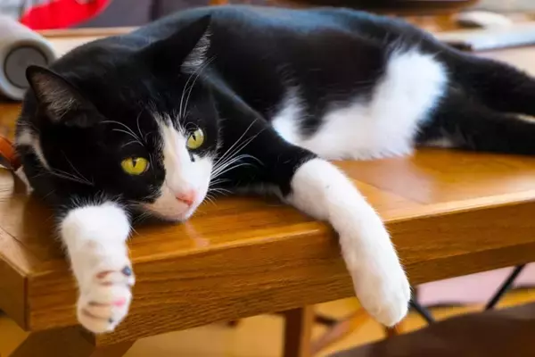『靴下猫』と呼ばれる猫たちの特徴4選　どうして足先だけ白いの？模様の仕組みを解説