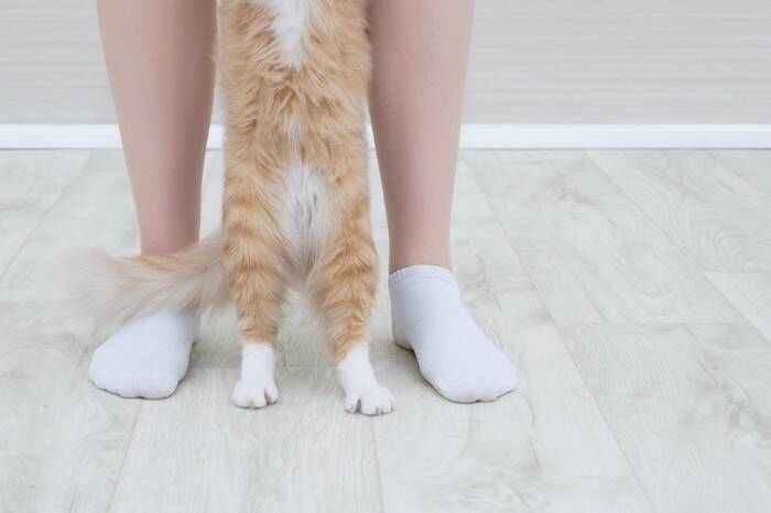 『靴下猫』と呼ばれる猫たちの特徴4選　どうして足先だけ白いの？模様の仕組みを解説