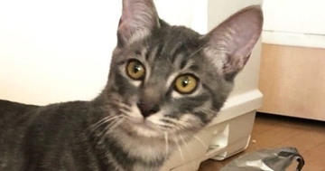 生後5か月の子猫→小さくて心配していたら、1か月後…想像を超える『ビフォーアフター』に「かぐや姫並みだ」「成長速度バグってるｗ」と驚愕