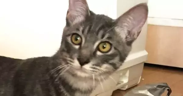 生後5か月の子猫→小さくて心配していたら、1か月後…想像を超える『ビフォーアフター』に「かぐや姫並みだ」「成長速度バグってるｗ」と驚愕