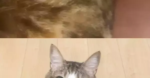 猫同士で『ビデオ通話』をさせてみたら…思わず笑ってしまう『気まずそうな雰囲気』に6万いいね「オンライン猫会議」「やりたすぎる」
