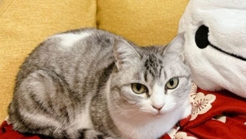 『なぜ？』完全に閉め切っていたはずのカバー内に猫が…→驚きの方法が269万表示「テレポートに決まってる」「何か問題でもって顔ｗ」