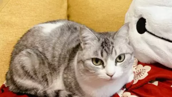 『なぜ？』完全に閉め切っていたはずのカバー内に猫が…→驚きの方法が269万表示「テレポートに決まってる」「何か問題でもって顔ｗ」