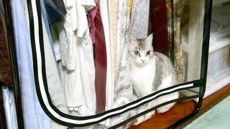 『なぜ？』完全に閉め切っていたはずのカバー内に猫が…→驚きの方法が269万表示「テレポートに決まってる」「何か問題でもって顔ｗ」