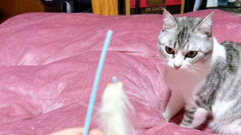 『なぜ？』完全に閉め切っていたはずのカバー内に猫が…→驚きの方法が269万表示「テレポートに決まってる」「何か問題でもって顔ｗ」