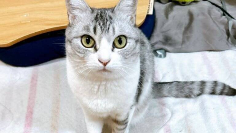 『なぜ？』完全に閉め切っていたはずのカバー内に猫が…→驚きの方法が269万表示「テレポートに決まってる」「何か問題でもって顔ｗ」