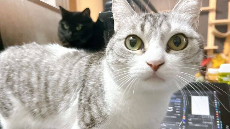 『なぜ？』完全に閉め切っていたはずのカバー内に猫が…→驚きの方法が269万表示「テレポートに決まってる」「何か問題でもって顔ｗ」