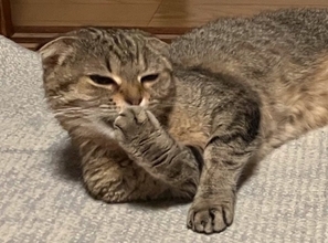 『急にハゲた猫』を病院へ連れて行ったら…ドクターが下した『衝撃の診断結果』が泣けると27万いいね「予想外の答え」「涙がでる」