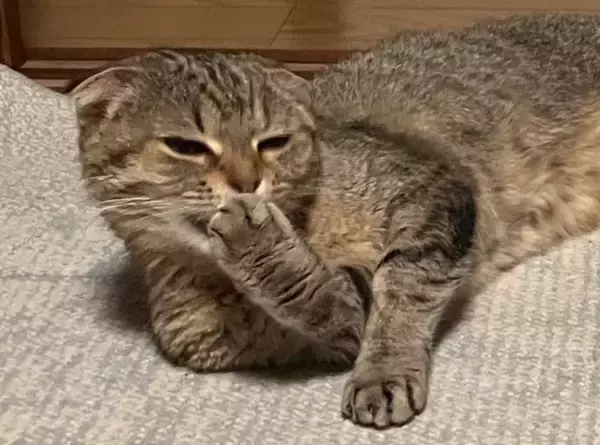 『急にハゲた猫』を病院へ連れて行ったら…ドクターが下した『衝撃の診断結果』が泣けると27万いいね「予想外の答え」「涙がでる」