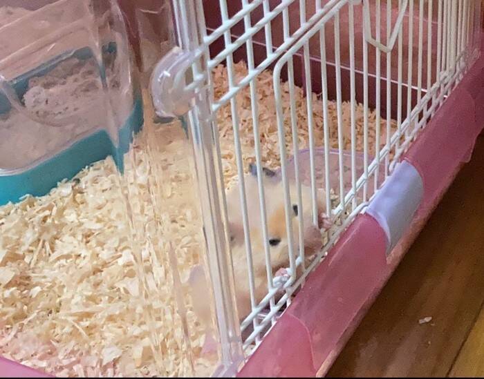 『急にハゲた猫』を病院へ連れて行ったら…ドクターが下した『衝撃の診断結果』が泣けると27万いいね「予想外の答え」「涙がでる」