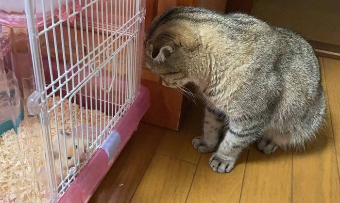 『急にハゲた猫』を病院へ連れて行ったら…ドクターが下した『衝撃の診断結果』が泣けると27万いいね「予想外の答え」「涙がでる」