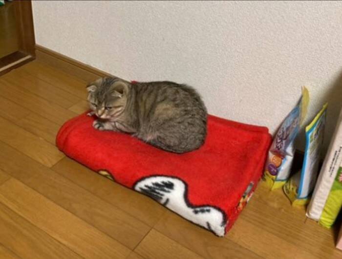 『急にハゲた猫』を病院へ連れて行ったら…ドクターが下した『衝撃の診断結果』が泣けると27万いいね「予想外の答え」「涙がでる」