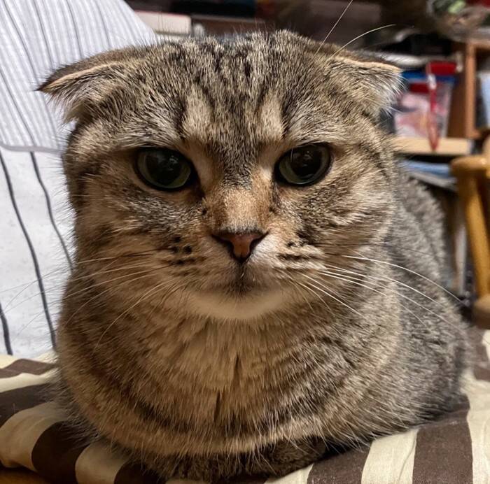 『急にハゲた猫』を病院へ連れて行ったら…ドクターが下した『衝撃の診断結果』が泣けると27万いいね「予想外の答え」「涙がでる」