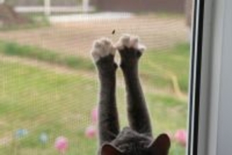 猫がいる『部屋の換気』で起こりうるトラブル3選　油断できない理由から安全対策のコツまで