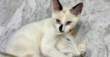 夏毛だった猫→3か月が経過して『冬毛』になった結果…まるで別猫のような『劇的なビフォーアフター』に２万いいね「かわいさ倍増した」「すごい」