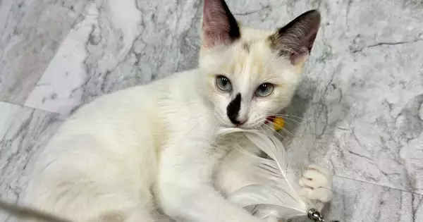 夏毛だった猫→3か月が経過して『冬毛』になった結果…まるで別猫のような『劇的なビフォーアフター』に２万いいね「かわいさ倍増した」「すごい」