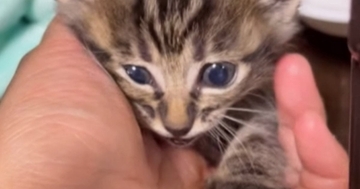 外で必死に鳴いていた『青い瞳の小さな子猫』→保護された結果…２年間の軌跡と『現在の様子』に感動「みんなの愛が伝わる」「本当によかったね」