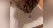 猫は虫の絵を『絵だと認識できる？』検証してみた結果…驚きのリアクションが78万再生「うちの子にも試してみようｗ」「笑っちゃった」