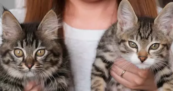 お家にきて10日目の元野良猫→『100日目』になると、『表情が変化』して…ビフォーアフターに反響「家猫にしか出せない表情」「可愛い」