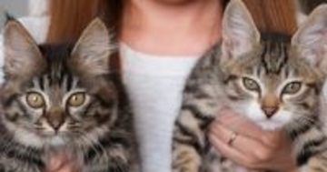 お家にきて10日目の元野良猫→『100日目』になると、『表情が変化』して…ビフォーアフターに反響「家猫にしか出せない表情」「可愛い」