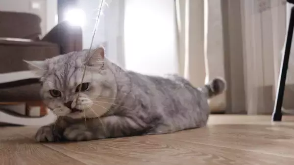猫の『突然死』を招く4つの原因　年齢に関わらないリスクや起こさないための予防法