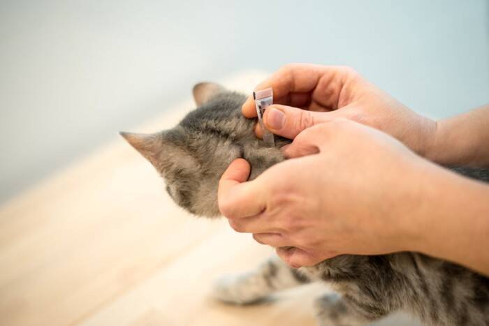 猫の『突然死』を招く4つの原因　年齢に関わらないリスクや起こさないための予防法