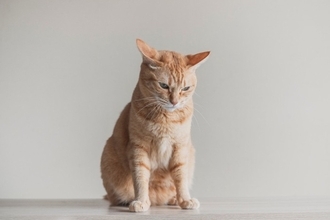 『猫風邪』にかかると表れる症状4つ　重症化するリスクも？主な原因や予防法まで解説