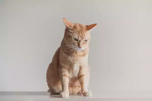 『猫風邪』にかかると表れる症状4つ　重症化するリスクも？主な原因や予防法まで解説
