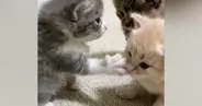 「いくらでも受けたい」「可愛さの破壊力が抜群ｗ」生後3週間の子猫が『パンチ』した結果→あまりにも弱くて…思わず顔が緩む光景が46万再生