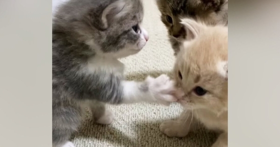 「いくらでも受けたい」「可愛さの破壊力が抜群ｗ」生後3週間の子猫が『パンチ』した結果→あまりにも弱くて…思わず顔が緩む光景が46万再生