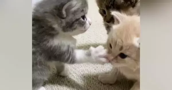「いくらでも受けたい」「可愛さの破壊力が抜群ｗ」生後3週間の子猫が『パンチ』した結果→あまりにも弱くて…思わず顔が緩む光景が46万再生