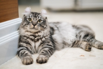 思わず目を引く『個性的な特徴』を持つ猫種5選　体格や被毛などに見られる様々な魅力をご紹介