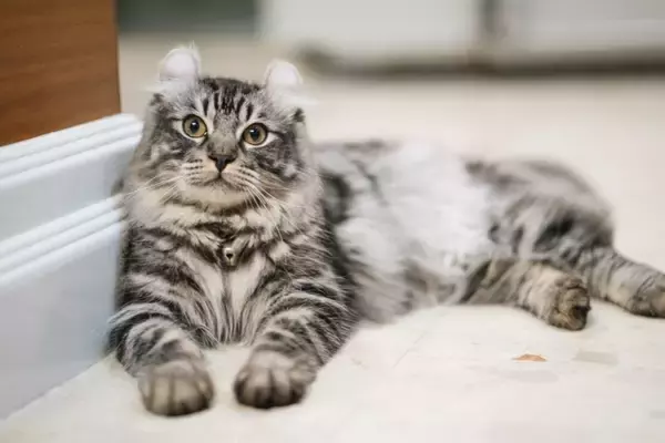 思わず目を引く『個性的な特徴』を持つ猫種5選　体格や被毛などに見られる様々な魅力をご紹介