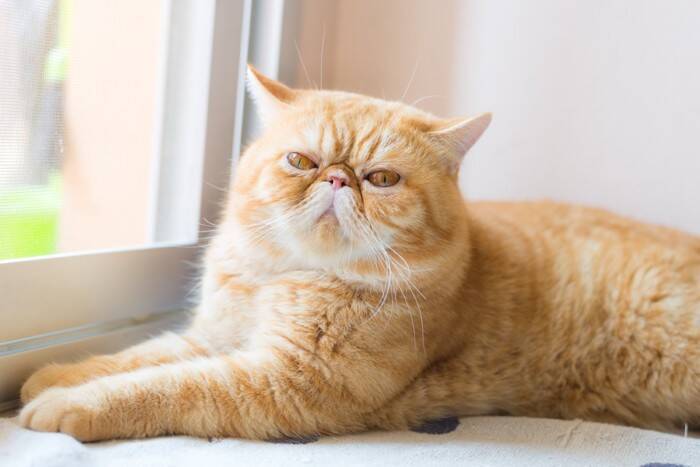思わず目を引く『個性的な特徴』を持つ猫種5選　体格や被毛などに見られる様々な魅力をご紹介