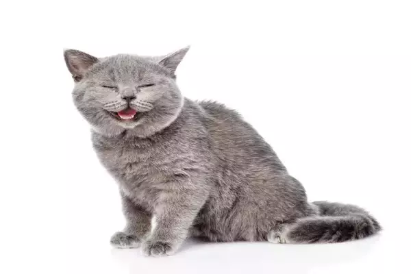 猫の見た目に表れる『喜怒哀楽』の感情サイン4選　どんな心理が隠れているの？見極めるポイントまで