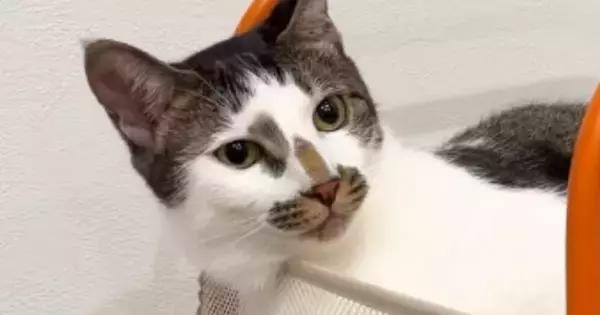 2段ベッドの上段でくつろいでいた猫→下段にいた猫から突然…理不尽すぎる展開に「ご近所トラブルｗ」「引っ越したほうがええｗ」と47万再生