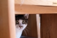 猫が『身を隠してご飯を食べる』3つの理由　考えられる心理やリラックスしてもらうコツ