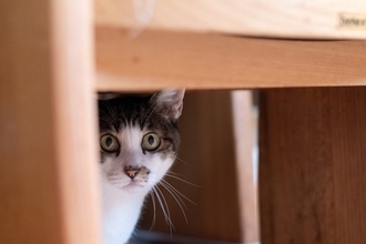 猫が『身を隠してご飯を食べる』3つの理由　考えられる心理やリラックスしてもらうコツ