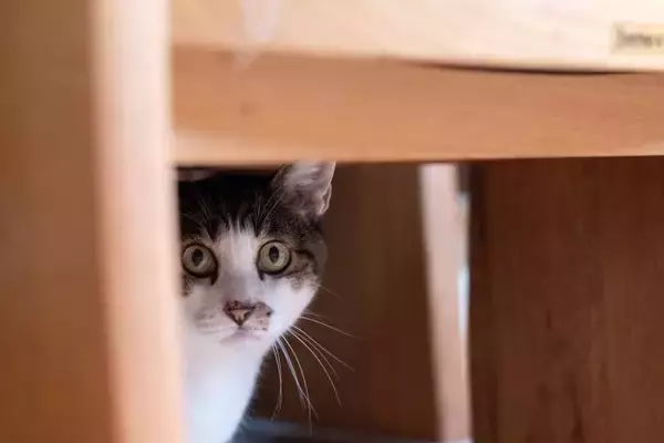 猫が『身を隠してご飯を食べる』3つの理由　考えられる心理やリラックスしてもらうコツ