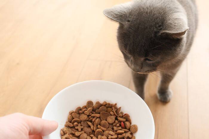 猫が『身を隠してご飯を食べる』3つの理由　考えられる心理やリラックスしてもらうコツ