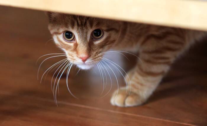 猫が『身を隠してご飯を食べる』3つの理由　考えられる心理やリラックスしてもらうコツ