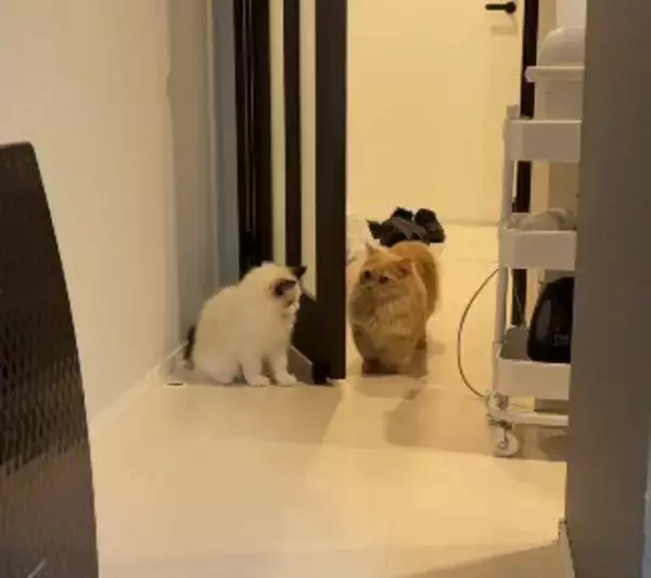 待ち伏せする弟猫→『通りかかった兄猫』を驚かせようとした結果…『まさかの瞬間』が9万再生「笑ってしまうほど可愛い」「阿波踊りｗ」