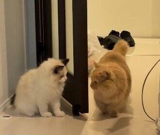 待ち伏せする弟猫→『通りかかった兄猫』を驚かせようとした結果…『まさかの瞬間』が9万再生「笑ってしまうほど可愛い」「阿波踊りｗ」