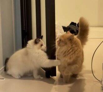 待ち伏せする弟猫→『通りかかった兄猫』を驚かせようとした結果…『まさかの瞬間』が9万再生「笑ってしまうほど可愛い」「阿波踊りｗ」