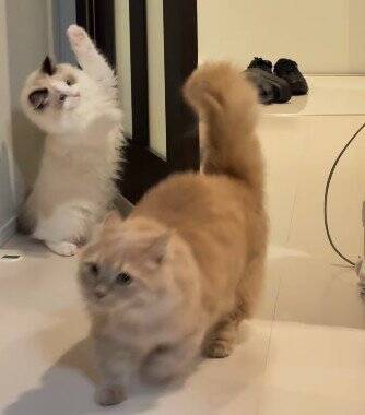 待ち伏せする弟猫→『通りかかった兄猫』を驚かせようとした結果…『まさかの瞬間』が9万再生「笑ってしまうほど可愛い」「阿波踊りｗ」