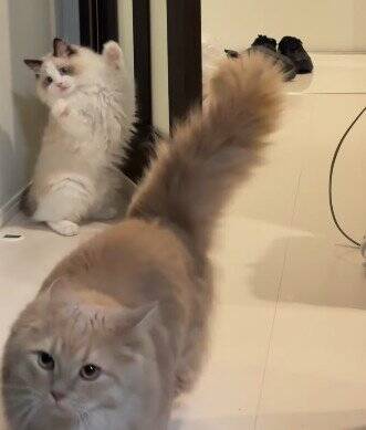 待ち伏せする弟猫→『通りかかった兄猫』を驚かせようとした結果…『まさかの瞬間』が9万再生「笑ってしまうほど可愛い」「阿波踊りｗ」