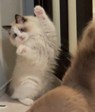 待ち伏せする弟猫→『通りかかった兄猫』を驚かせようとした結果…『まさかの瞬間』が9万再生「笑ってしまうほど可愛い」「阿波踊りｗ」