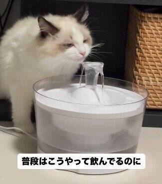待ち伏せする弟猫→『通りかかった兄猫』を驚かせようとした結果…『まさかの瞬間』が9万再生「笑ってしまうほど可愛い」「阿波踊りｗ」