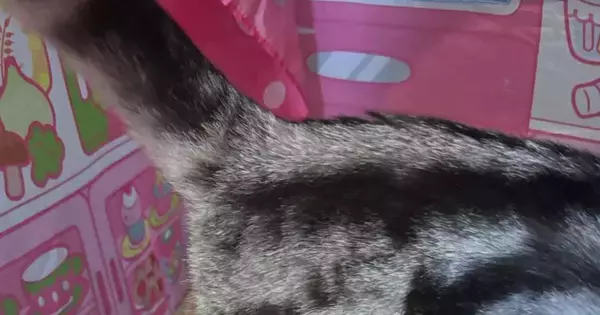 猫のおしりを見たら、『縦』に……文字に見える『まさかの模様』が23万表示「想像以上で笑った」「一人で爆笑してしまった」と話題